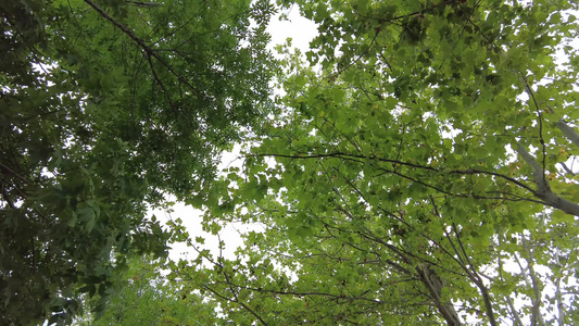 蓝天白云树枝树叶植物实拍视频