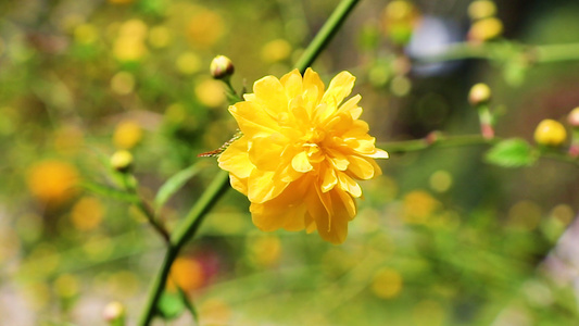 棣棠花视频