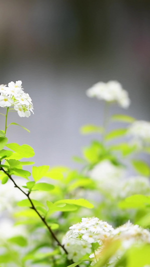 绣线菊花开之季27秒视频