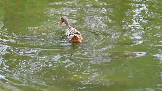 池塘里戏水的鸭子视频