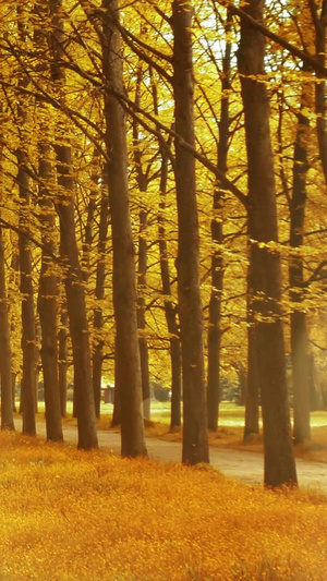 秋天立秋枫叶落叶背景视频落叶飘飘20秒视频