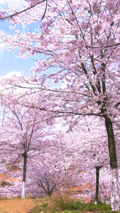 实拍贵州安顺黄蜡樱花园素材实拍视频视频