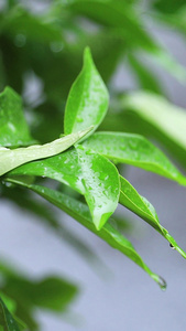 叶子上的雨滴阴雨连绵视频