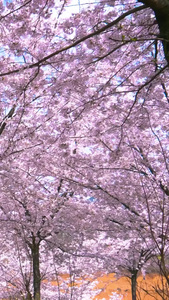 实拍贵州安顺黄蜡樱花园素材实拍素材视频