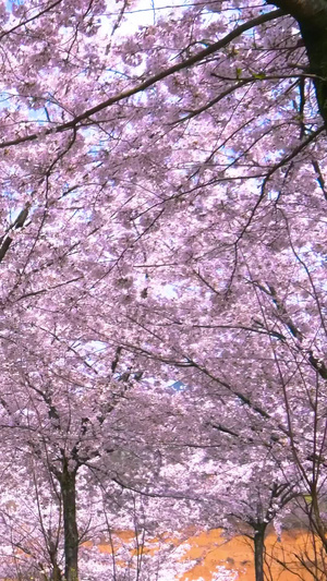 实拍贵州安顺黄蜡樱花园素材实拍素材83秒视频