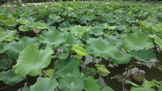 绿色植物荷花荷叶实拍视频