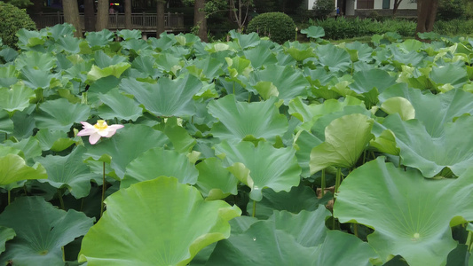 绿色植物荷花荷叶实拍视频