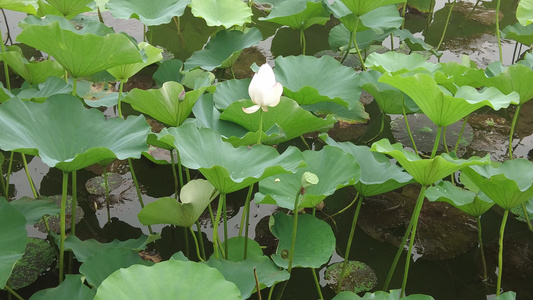 绿色植物荷花荷叶实拍视频