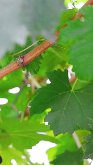 农场大棚中采摘葡萄的特写健康食品19秒视频