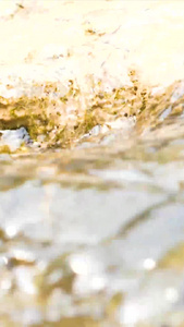 升格苔藓水流视频
