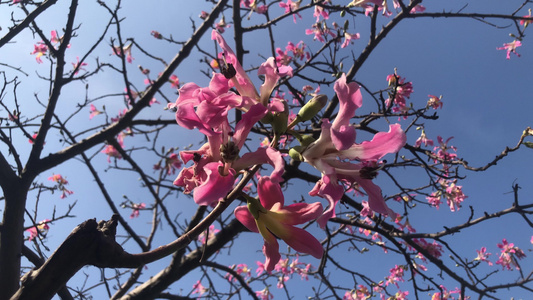 盛开的异木棉花视频