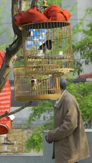 鸟笼金丝雀111秒视频