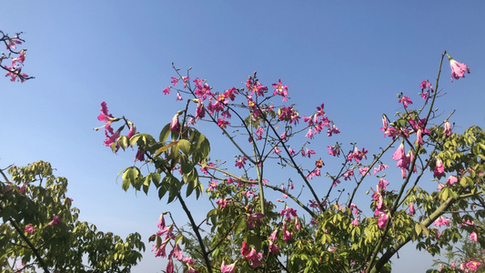 盛开的异木棉花视频