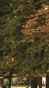 黄昏夕阳下秋天的公园金黄的叶子视频