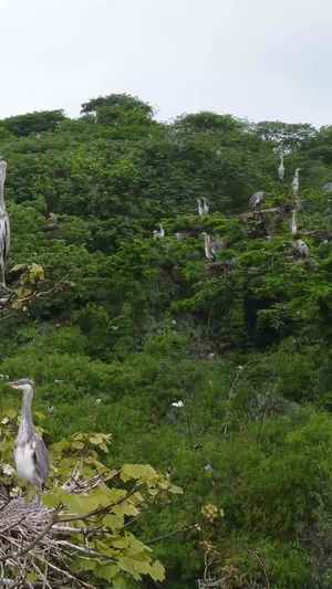实拍国家二级保护动物白鹭黄嘴白鹭77秒视频