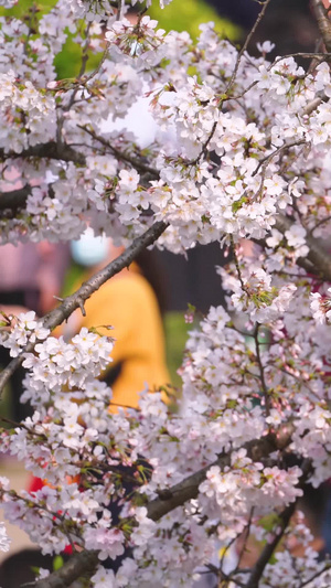 春天樱花季樱花树下熙熙攘攘赏花的人群素材春天素材61秒视频