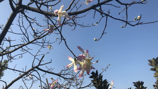 盛开的异木棉花视频