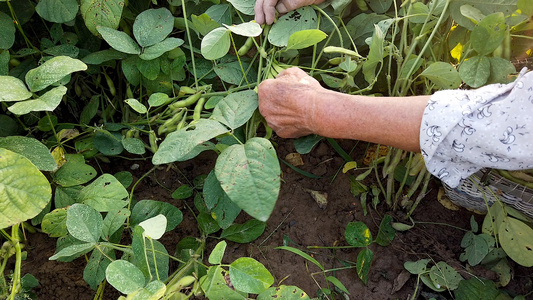 有机新鲜黄豆种植视频