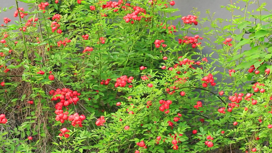 小红花野花蔷薇花视频