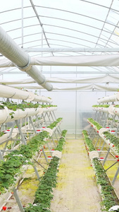 草莓大棚培育基地绿色科技视频