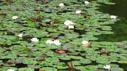 夏日池塘睡莲花开视频