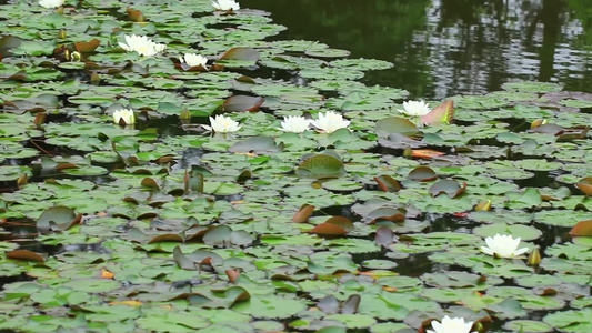 夏日池塘睡莲花开视频