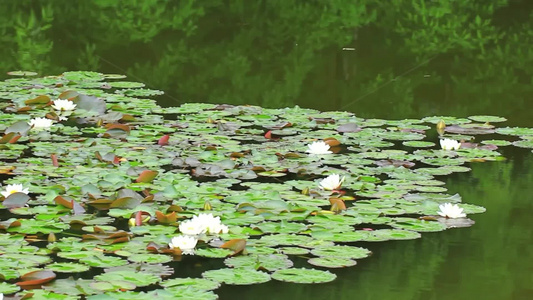 夏日池塘睡莲花开视频