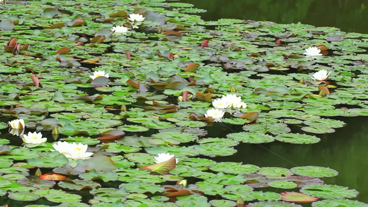 夏日池塘睡莲花开视频