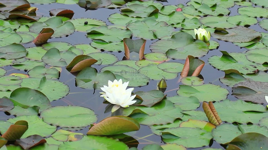 夏日池塘睡莲花开视频