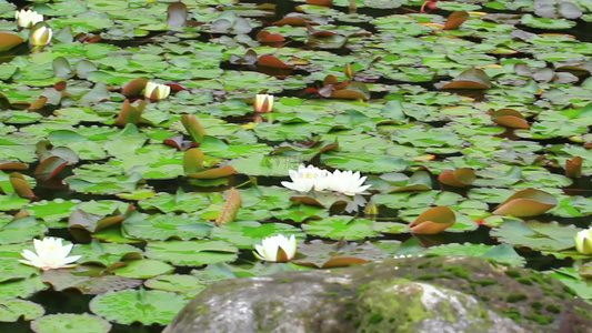 夏日池塘睡莲花开视频