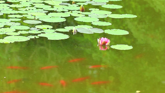 夏日池塘睡莲花开视频