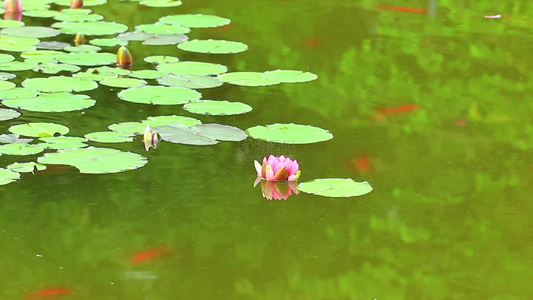 夏日池塘睡莲花开视频