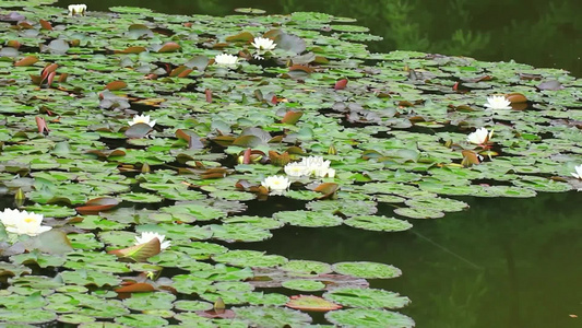 夏日池塘睡莲花开视频