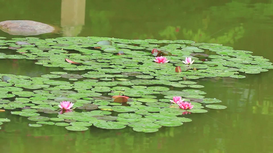 夏日池塘睡莲花开视频