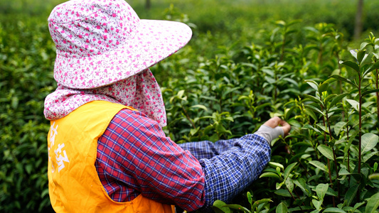 摘菜茶叶特写视频