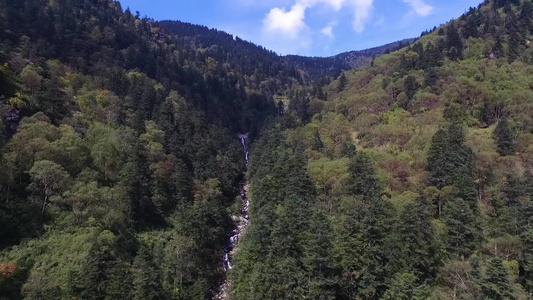 秦岭深处松树林航拍视频