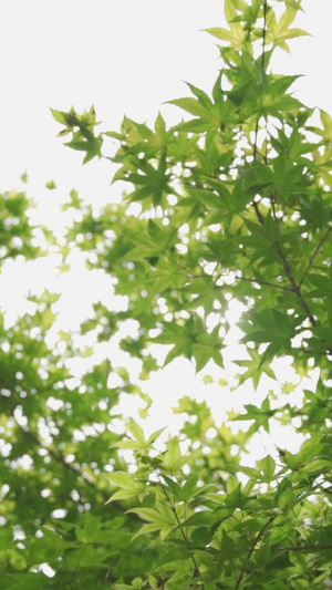 夏天透过绿叶的阳光小清新50秒视频