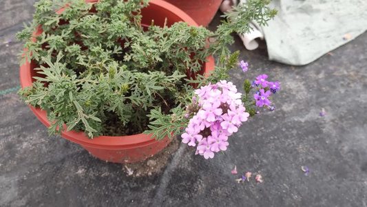 大棚里的植物视频