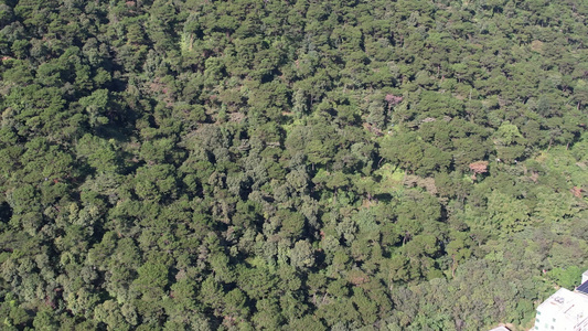 高山森林植物大好河山信号塔航拍视频