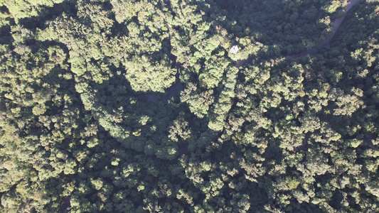 高山森林植物大好河山信号塔航拍视频