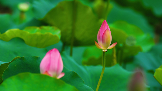 观赏夏日荷花花苞视频