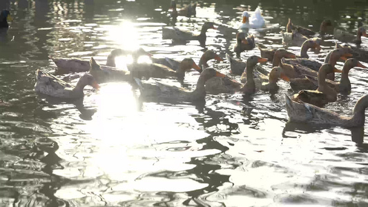 午后湖畔湖边鸭子戏水视频
