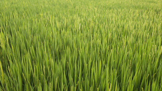 大棚里的植物视频