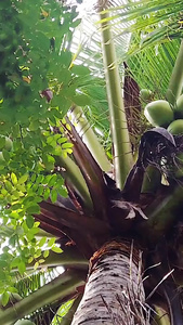 新鲜椰子树海边椰子树视频