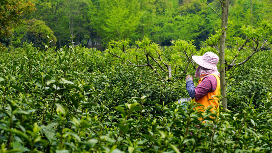 茶园里采茶的妇女[茶工]视频