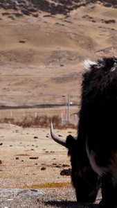 牦牛吃草实拍西藏牦牛视频