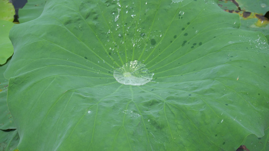 绿色植物荷花荷叶水珠露珠视频