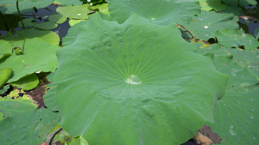 绿色植物荷花荷叶水珠露珠视频