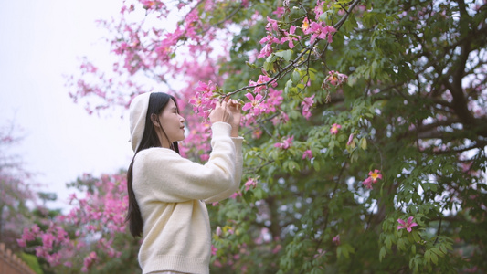 4K盛开的美丽异木棉与少女视频