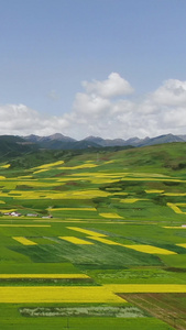 航拍油菜花田中的村庄旅游目的地视频